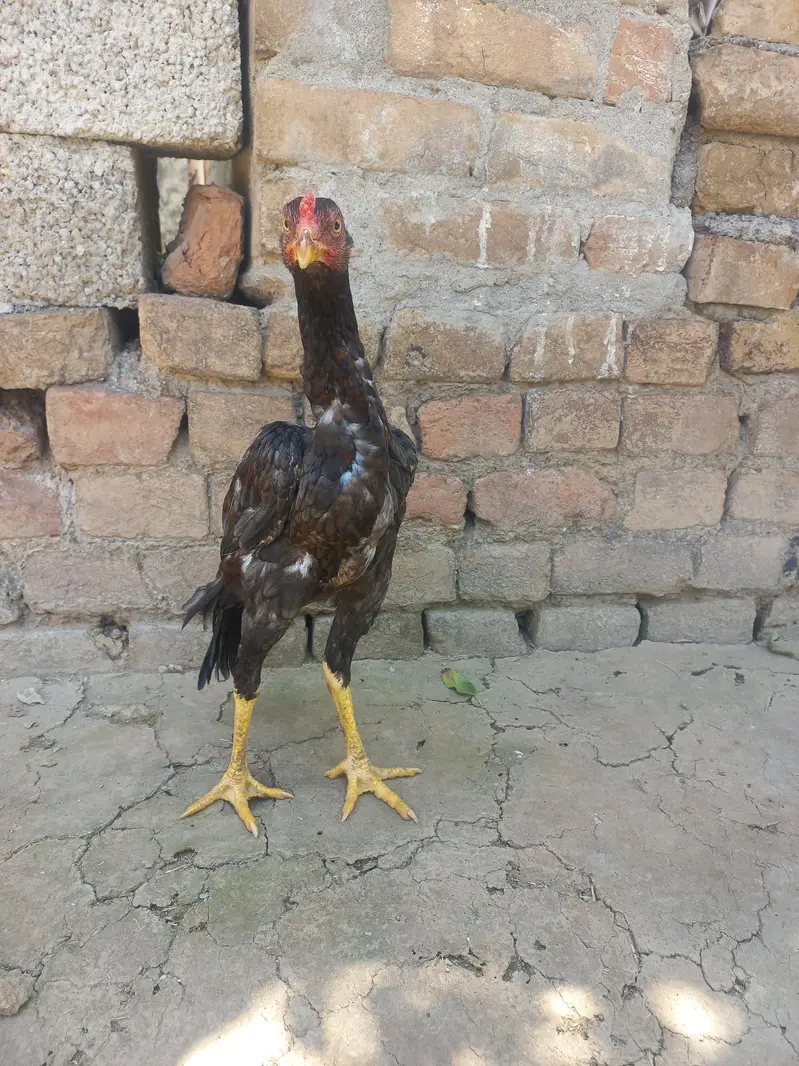 Aseel Quality/Vaccinated Patha for SALE, Price kam bhi ho jaye gi. — photo 5