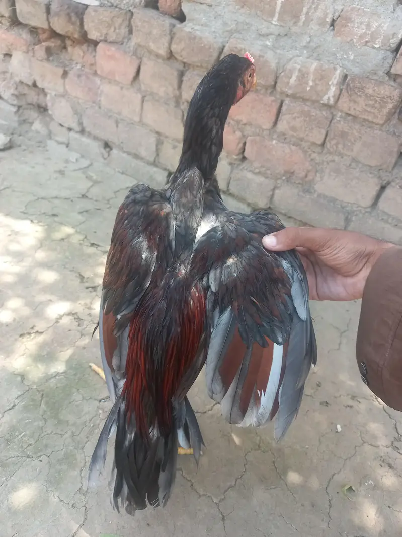 Aseel Quality/Vaccinated Patha for SALE, Price kam bhi ho jaye gi. — photo 6
