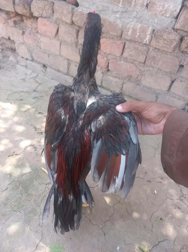 Aseel Quality/Vaccinated Patha for SALE, Price kam bhi ho jaye gi. — photo 7