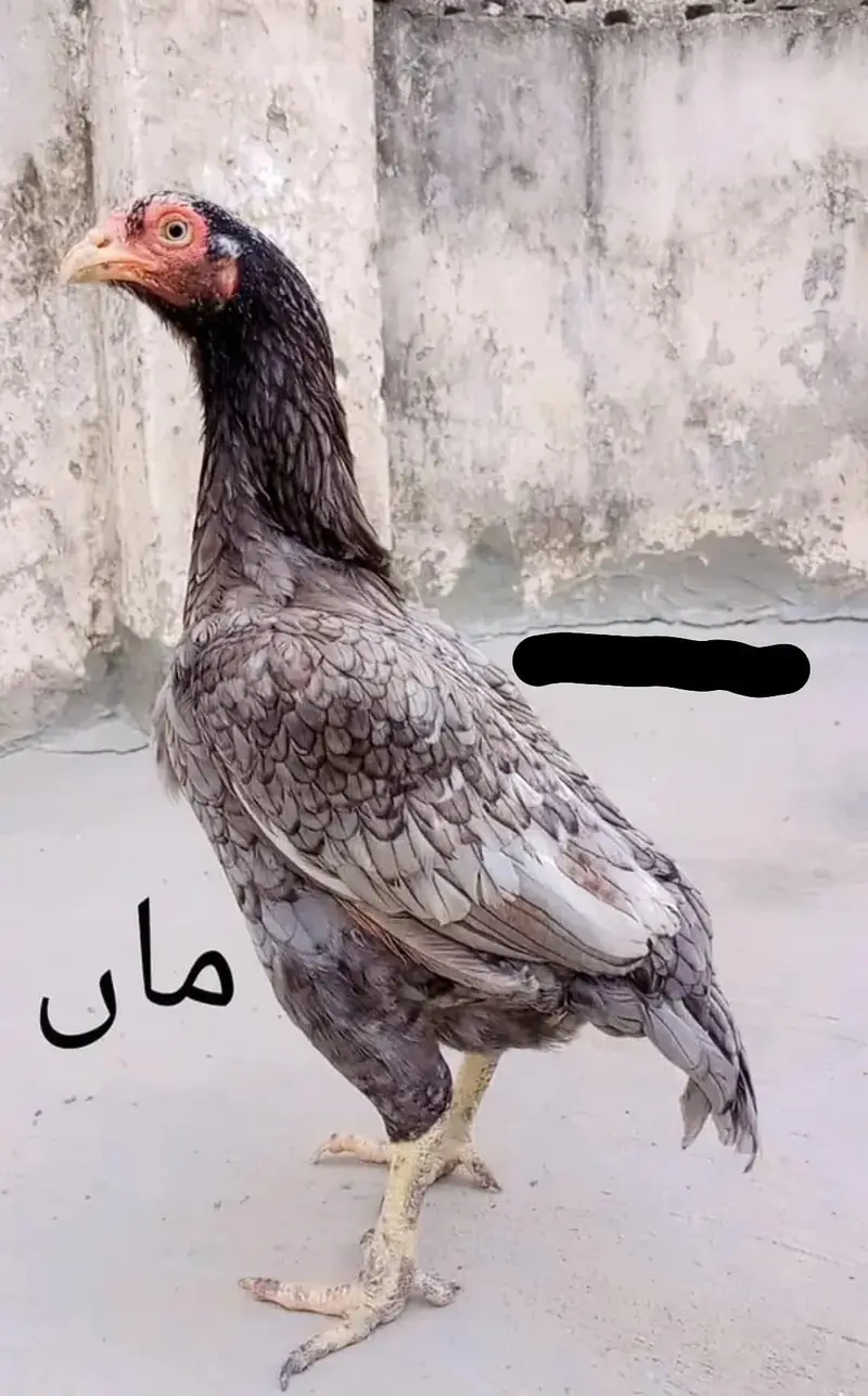 Aseel Quality/Vaccinated Patha for SALE, Price kam bhi ho jaye gi. — photo 8