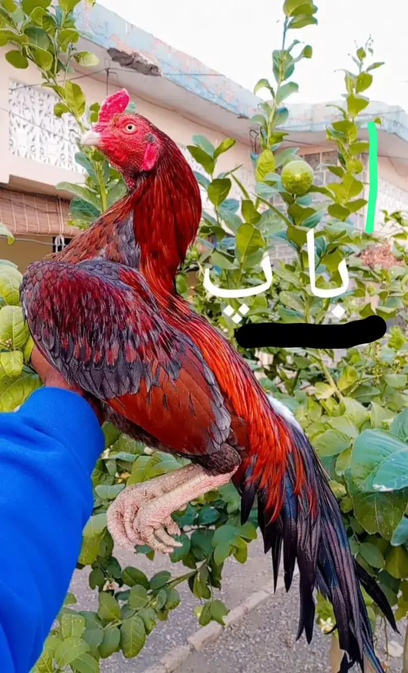 Aseel Quality/Vaccinated Patha for SALE, Price kam bhi ho jaye gi. — photo 9