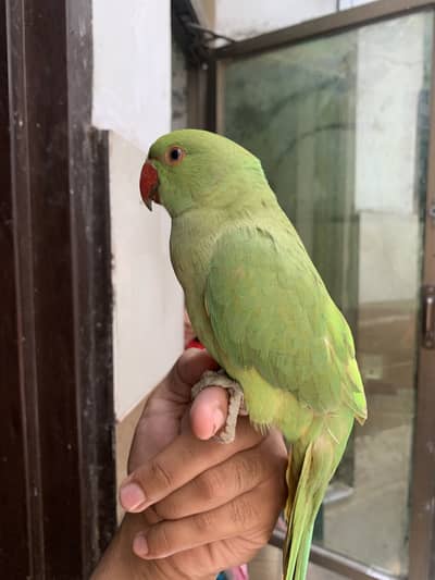 Ring neck tamed parrot for sale