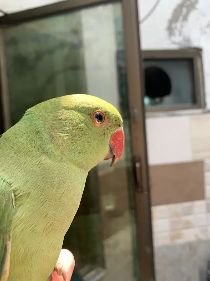 Ring neck tamed parrot for sale — photo 3