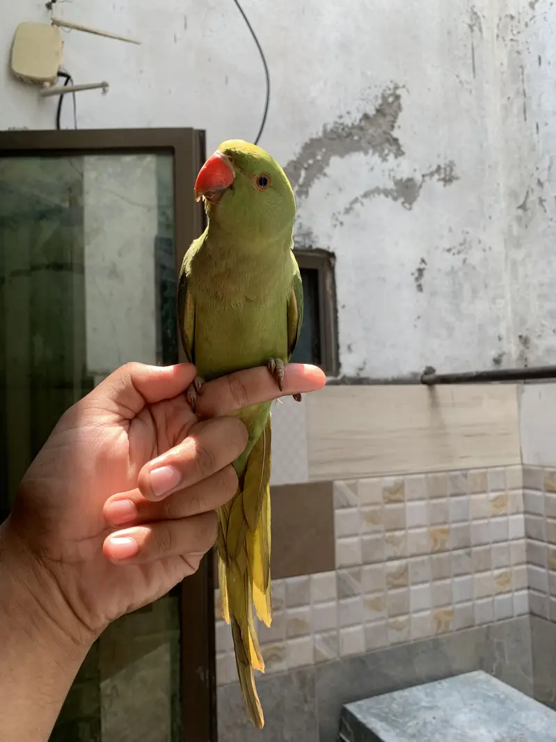 Ring neck tamed parrot for sale — photo 4