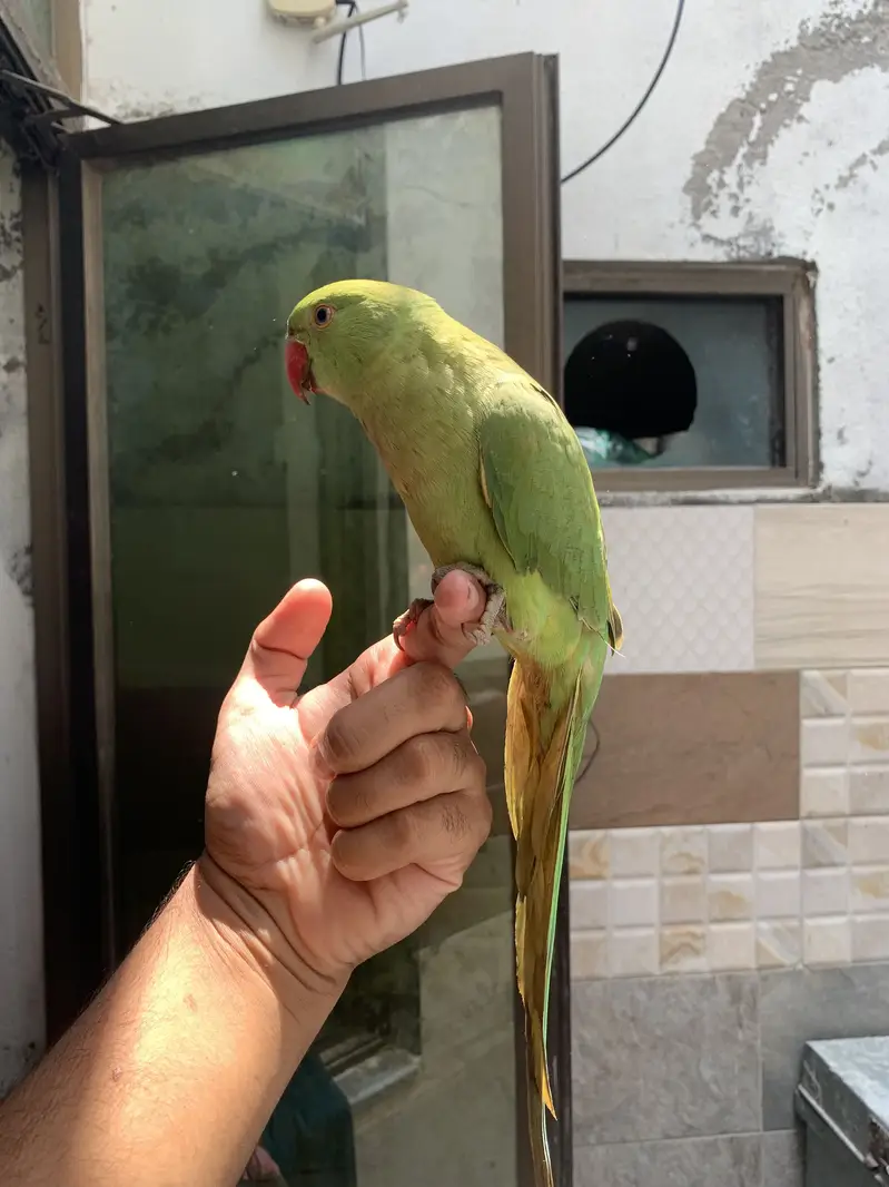 Ring neck tamed parrot for sale — photo 5