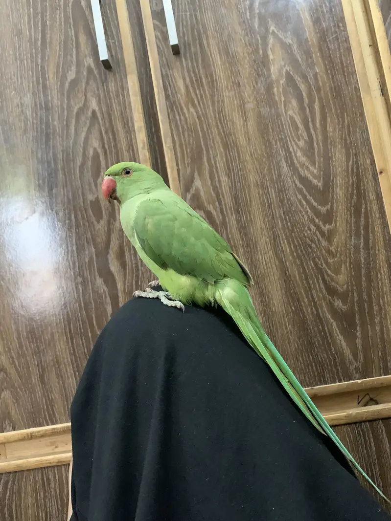 Ring neck tamed parrot for sale — photo 6