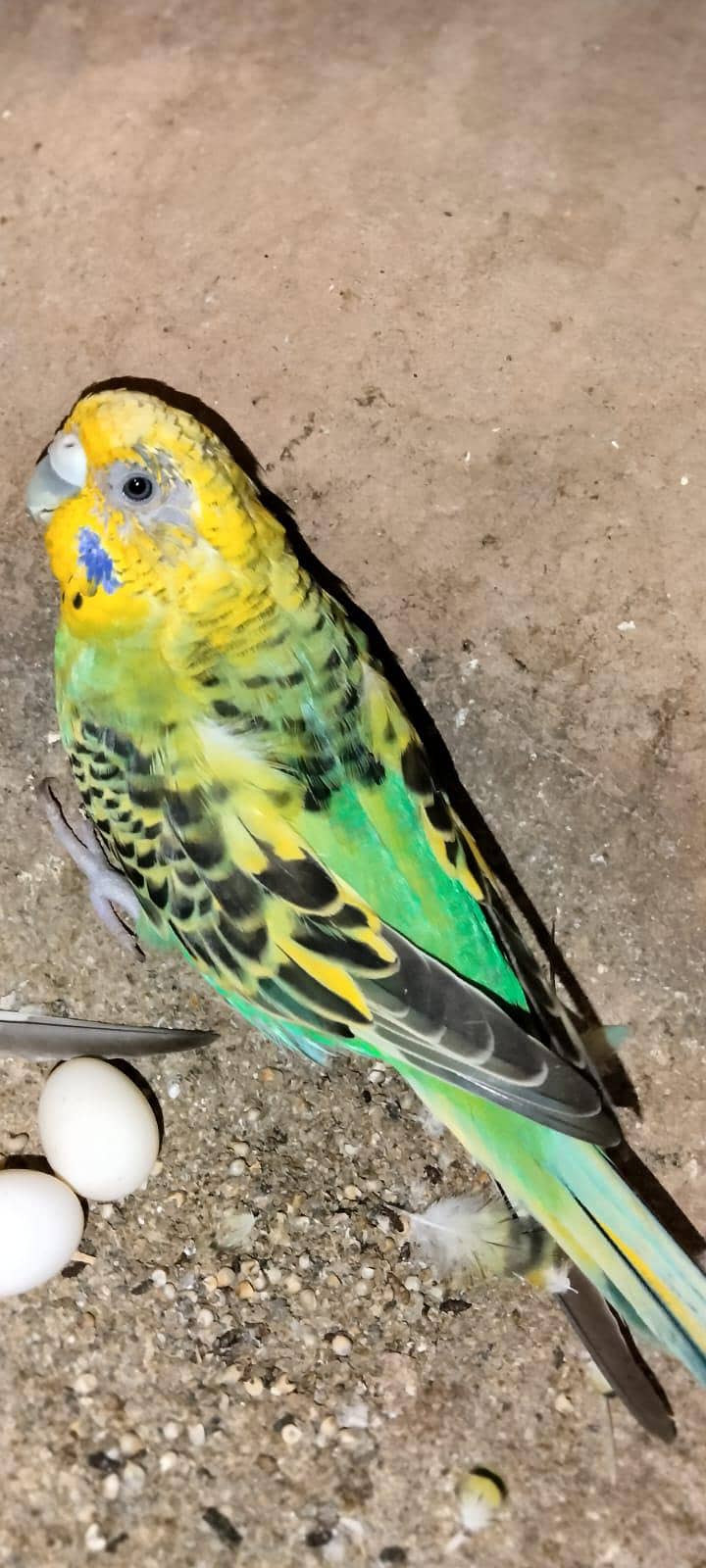 Australian 0
