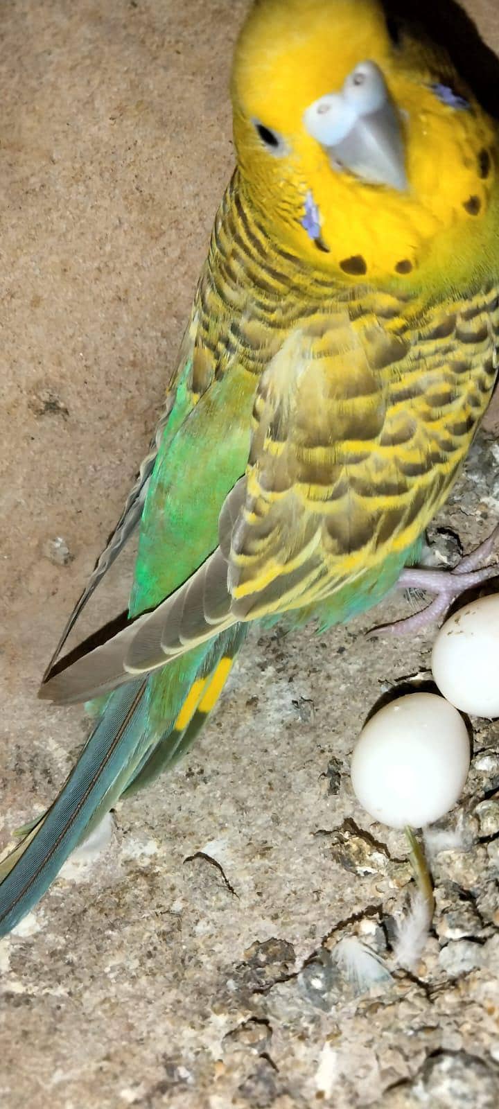 Australian 1