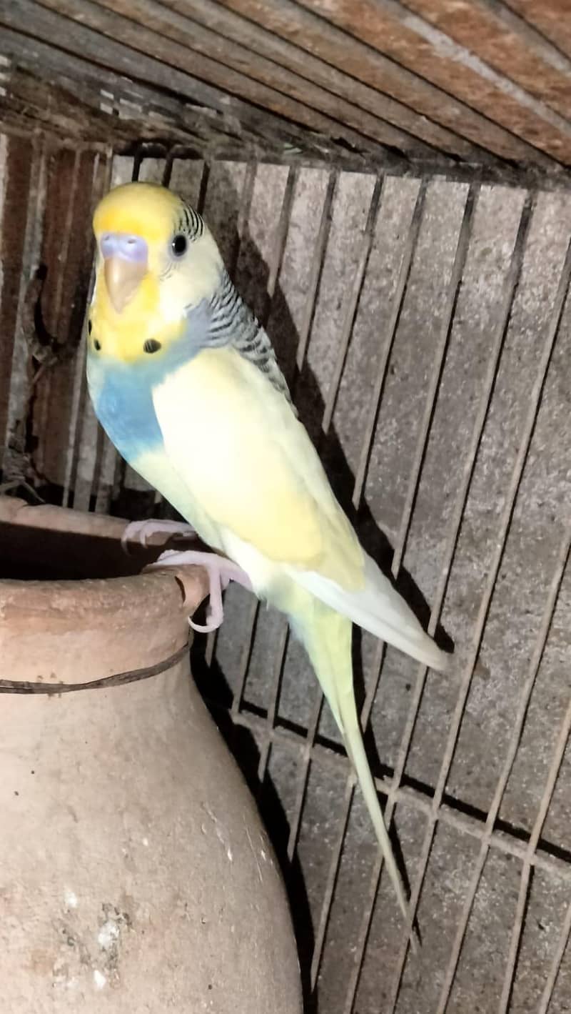 Australian 2