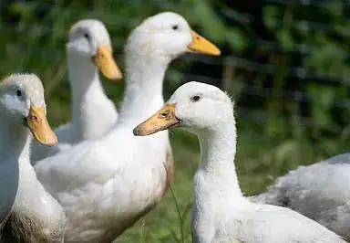 Beautiful White ducks pair