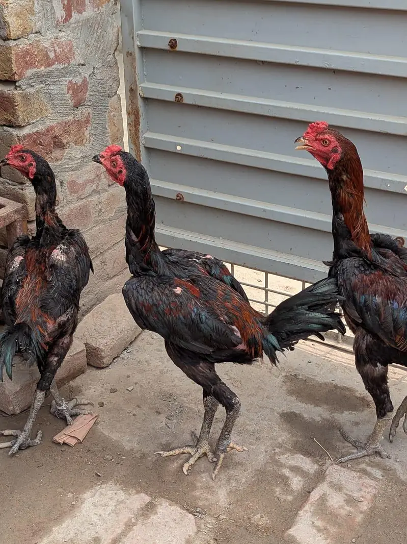 pakoya patha for sale — photo 2