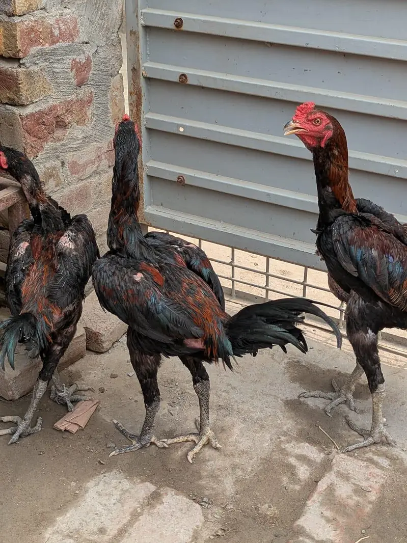 pakoya patha for sale — photo 3