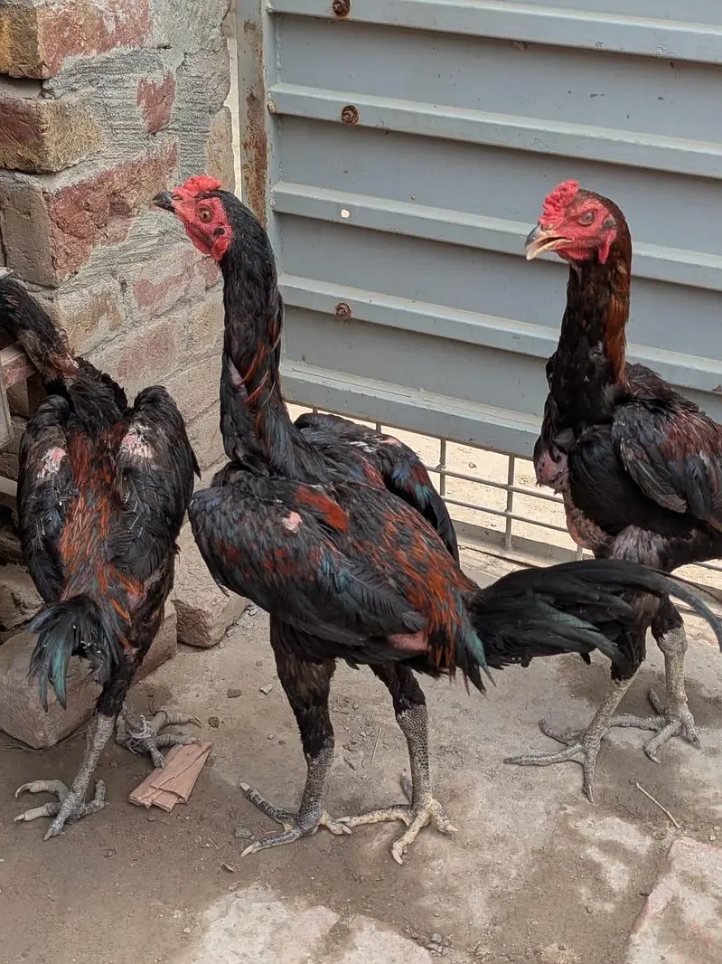 pakoya patha for sale — photo 4