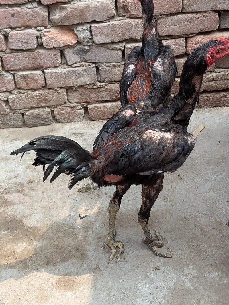 pakoya patha for sale — photo 6