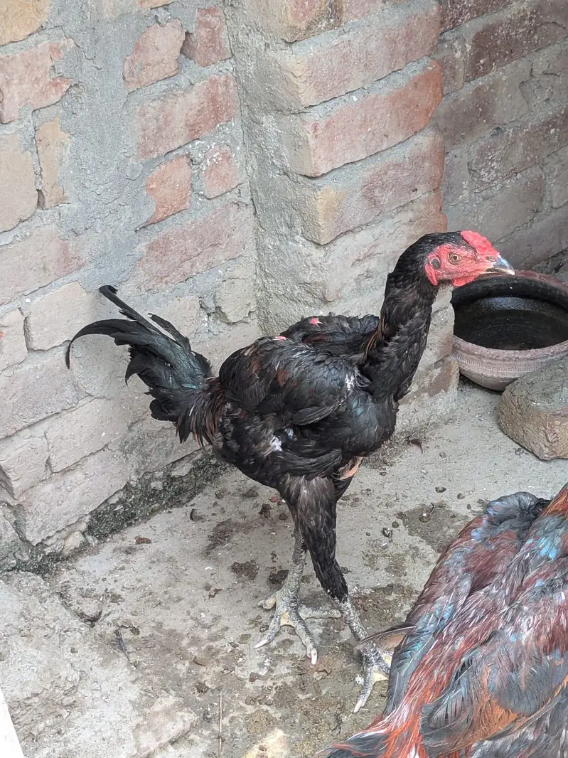 pakoya patha for sale — photo 7