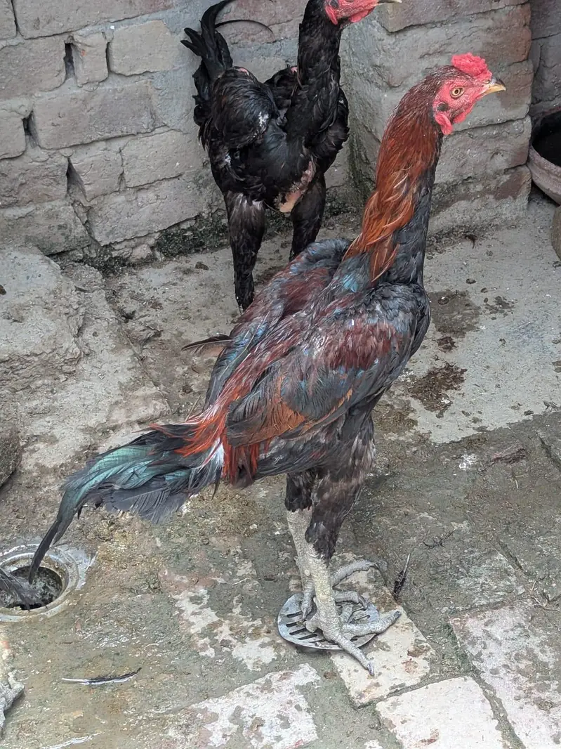 pakoya patha for sale — photo 8