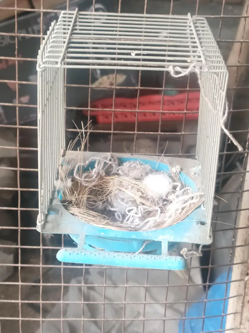 Birds cages and Lott of — photo 4