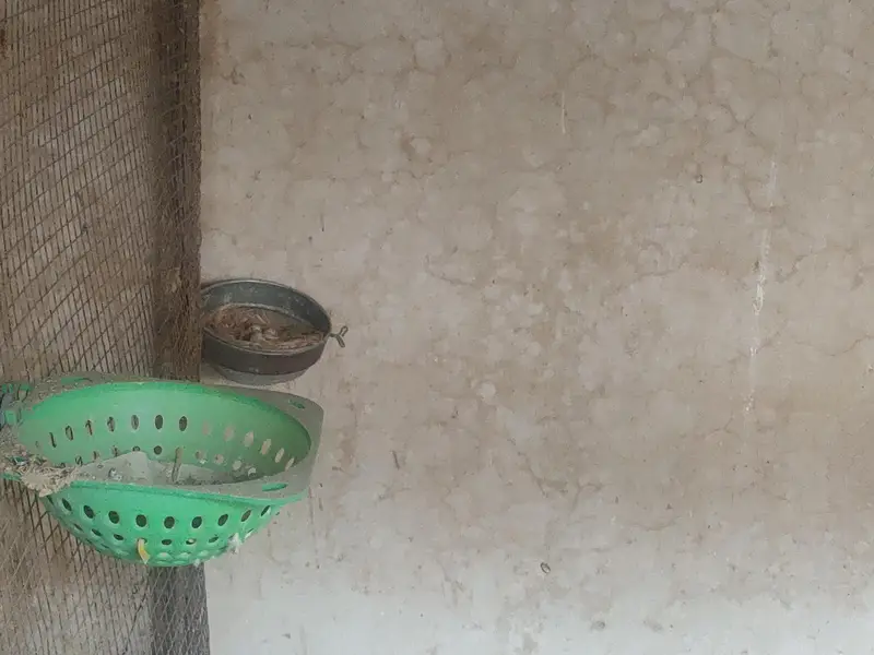 Birds cages and Lott of — photo 5