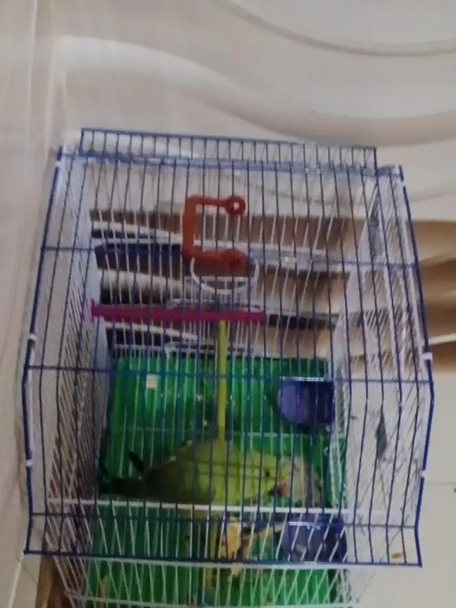 Birds cages and Lott of — photo 6