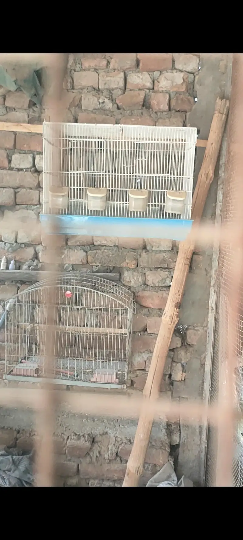 Birds cages and Lott of — photo 7