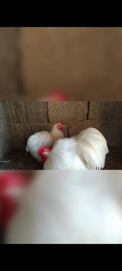 White Chochin Bantam pair Exchange possible