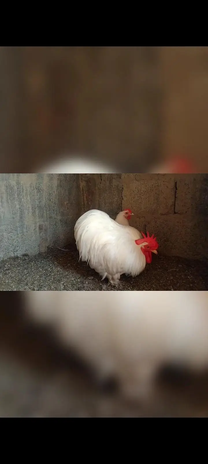 White Chochin Bantam pair Exchange possible — photo 3