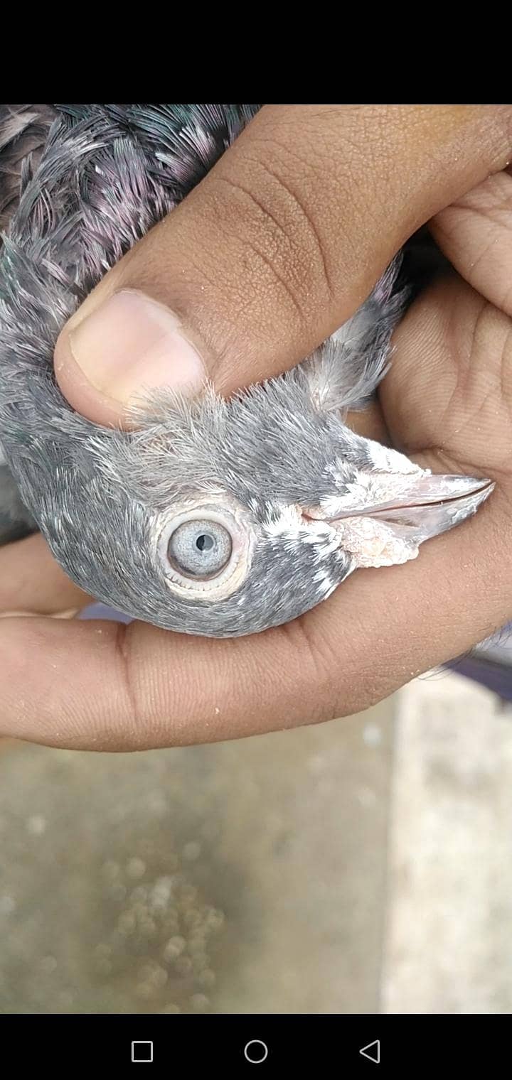 Pigeon 0