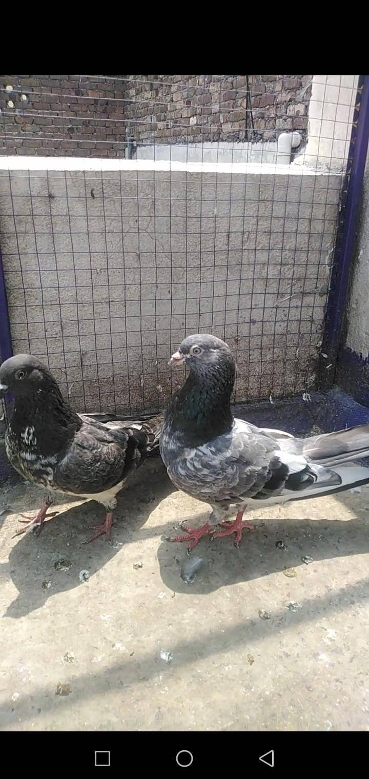 Pigeon 2