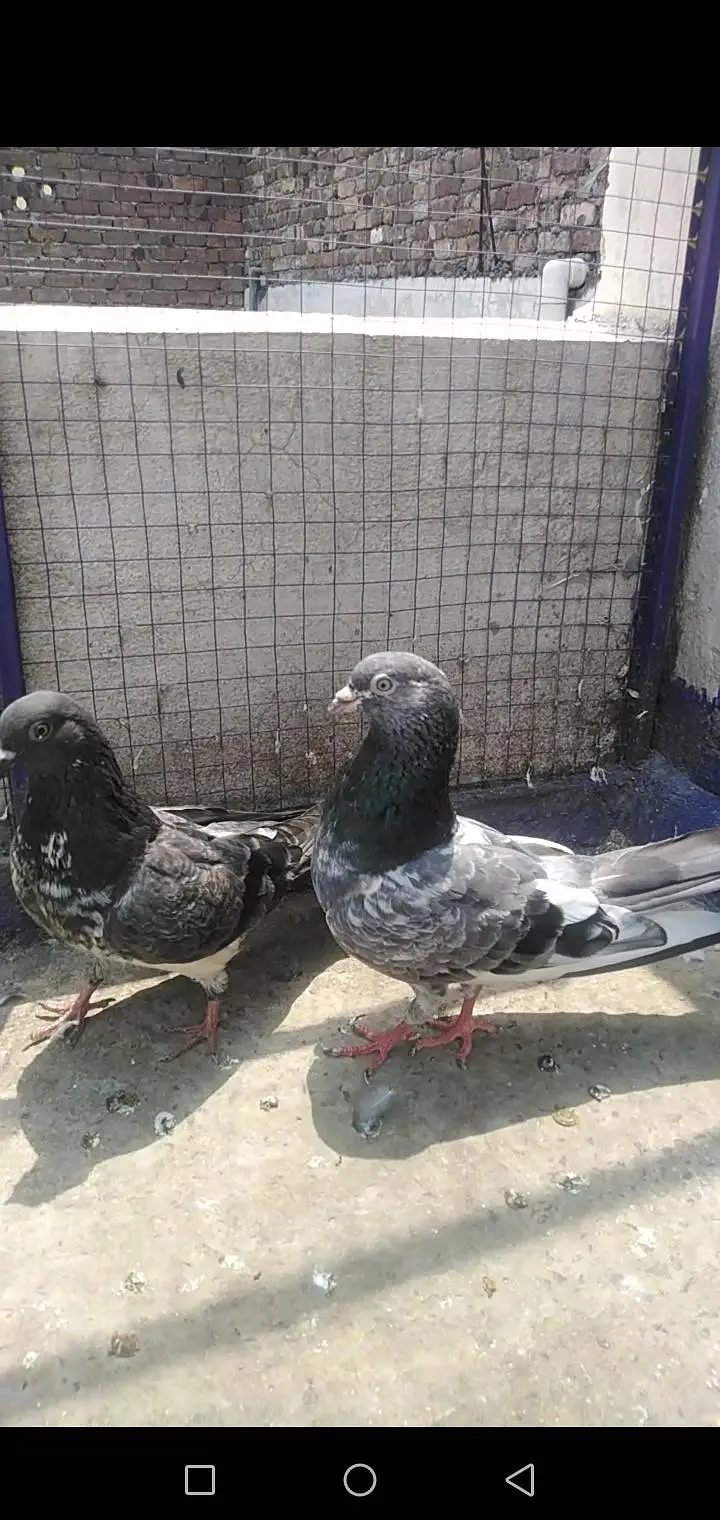 Pigeon — photo 3