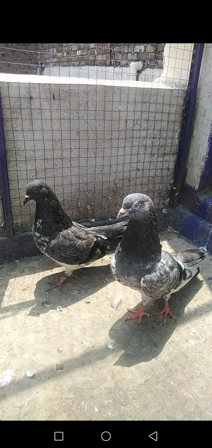 Pigeon — photo 4