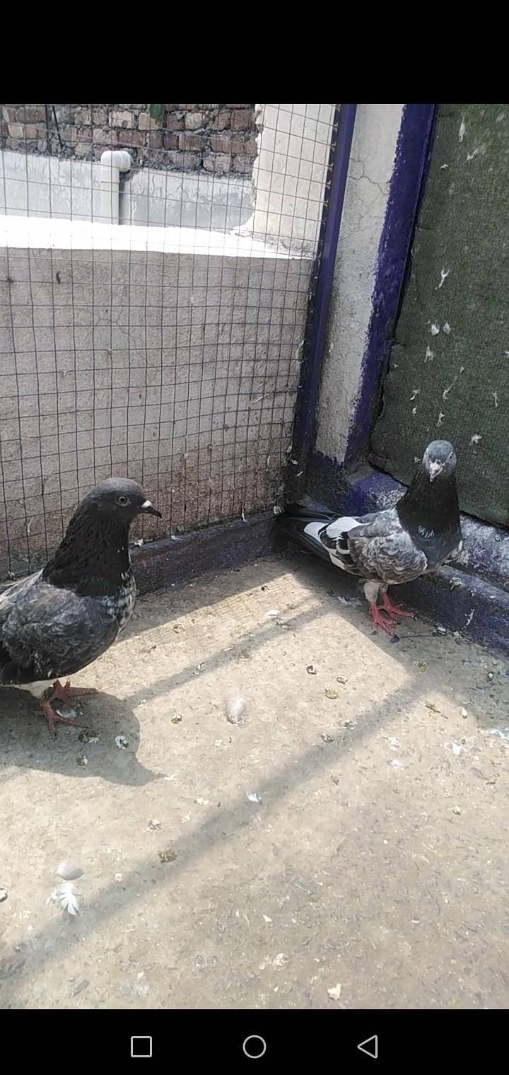 Pigeon 4