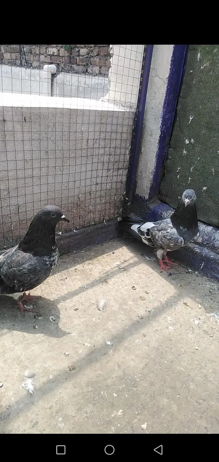 Pigeon — photo 5