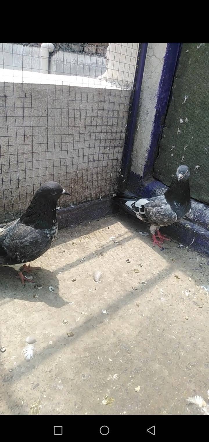 Pigeon 5
