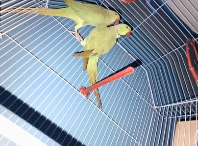 ringneck breeder pair