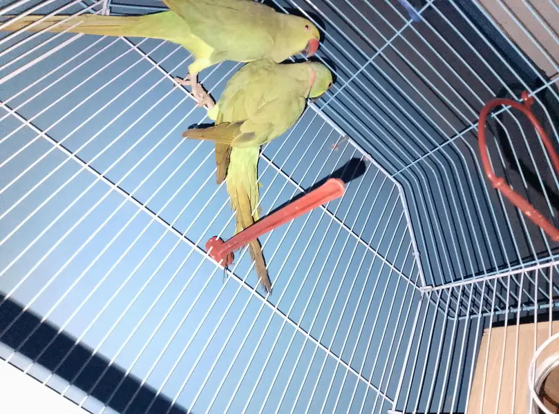 ringneck breeder pair — photo 2