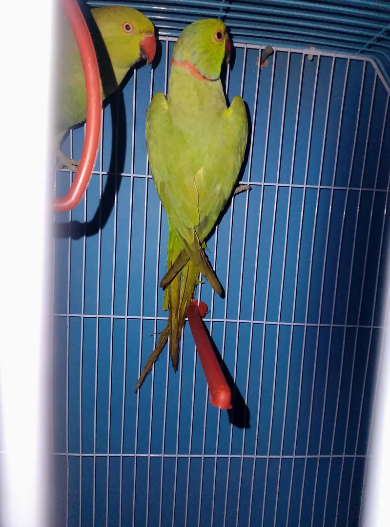ringneck breeder pair — photo 3