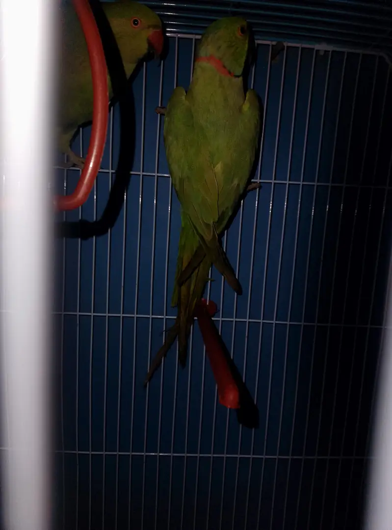 ringneck breeder pair — photo 4