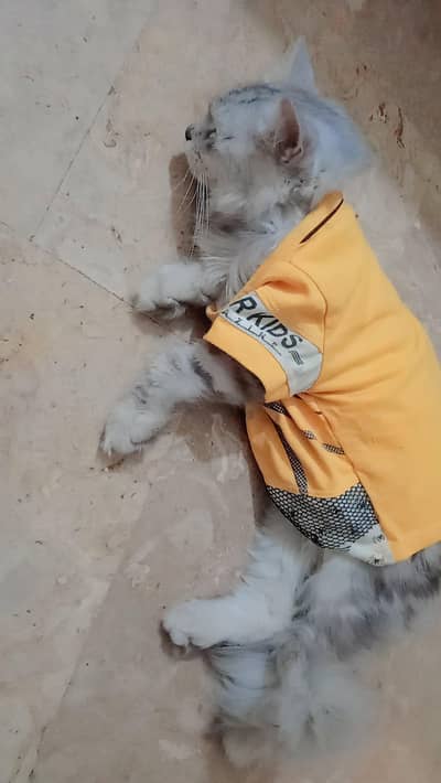 Fluffy Silver Tabby Persian Cat For Sale - Playful & Trained*
