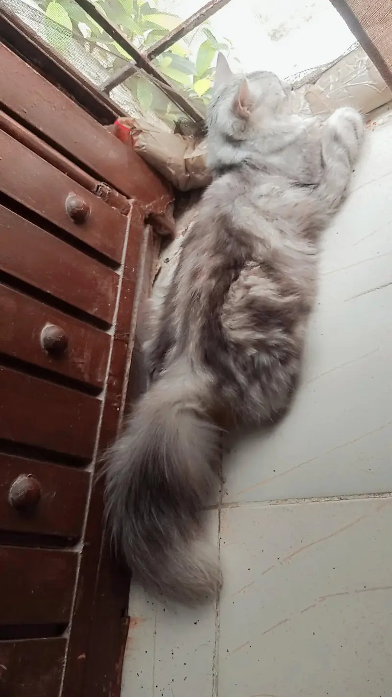 Fluffy Silver Tabby Persian Cat For Sale - Playful & Trained* — photo 2