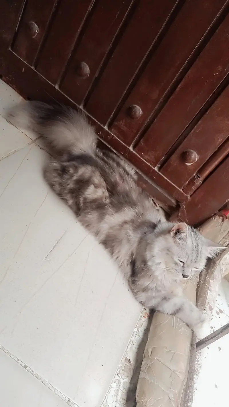 Fluffy Silver Tabby Persian Cat For Sale - Playful & Trained* — photo 3