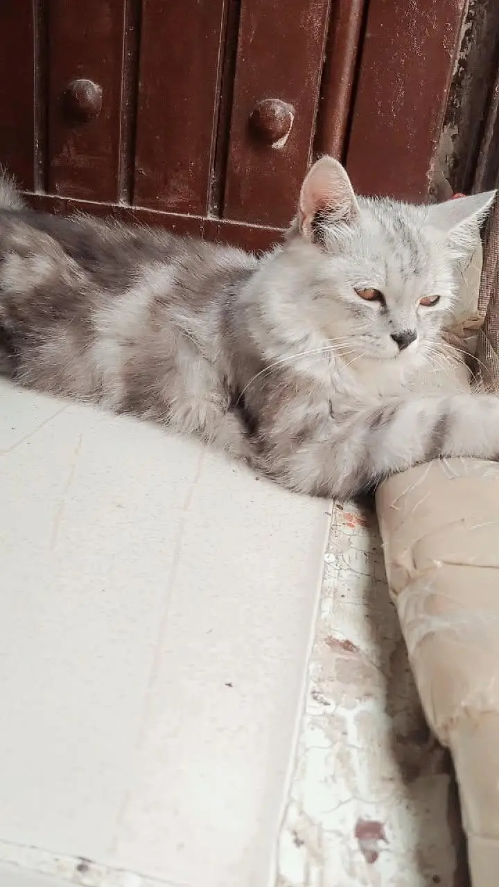 Fluffy Silver Tabby Persian Cat For Sale - Playful & Trained* — photo 4