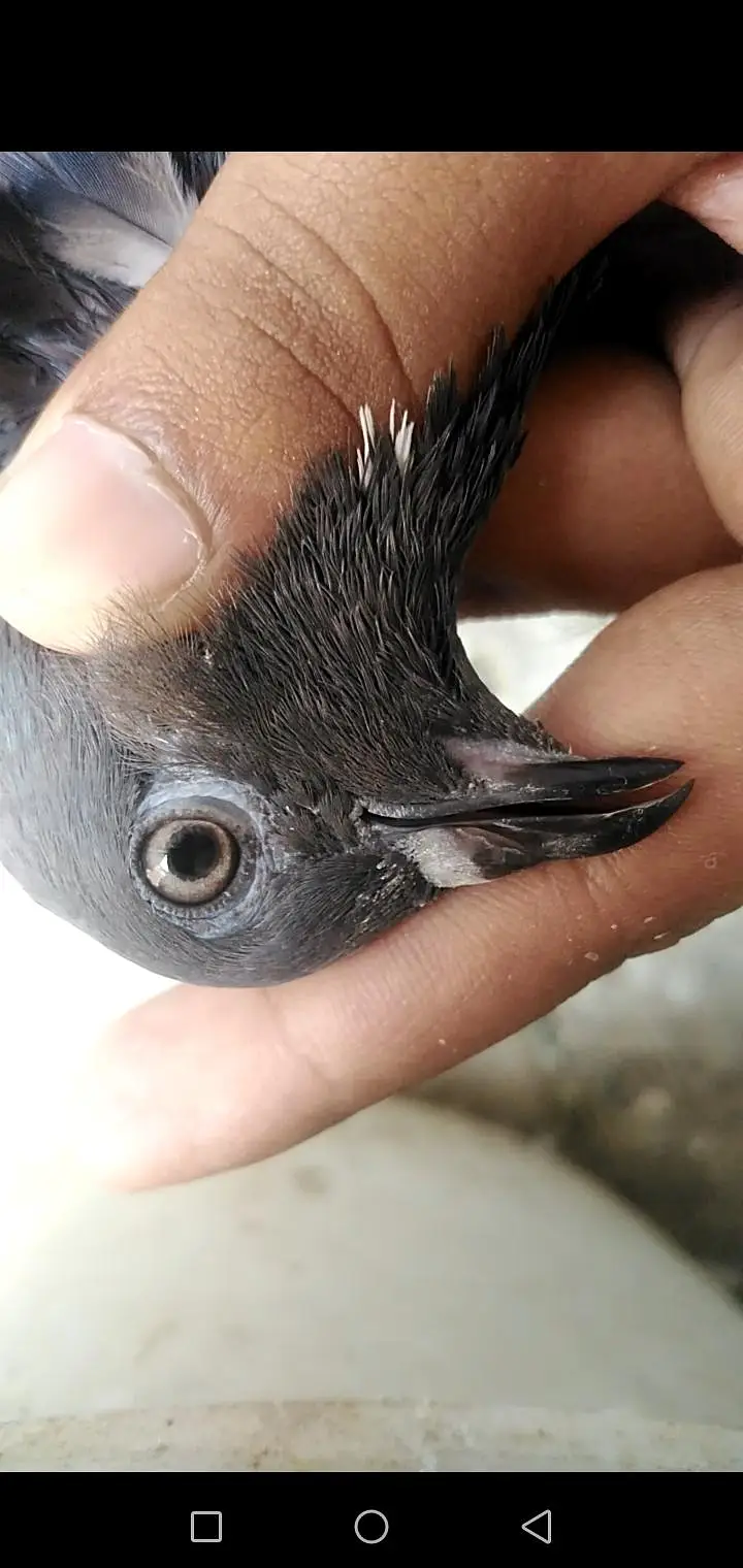 Pigeon — photo 2