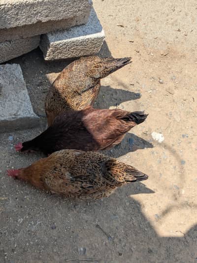Golden hen egg laying