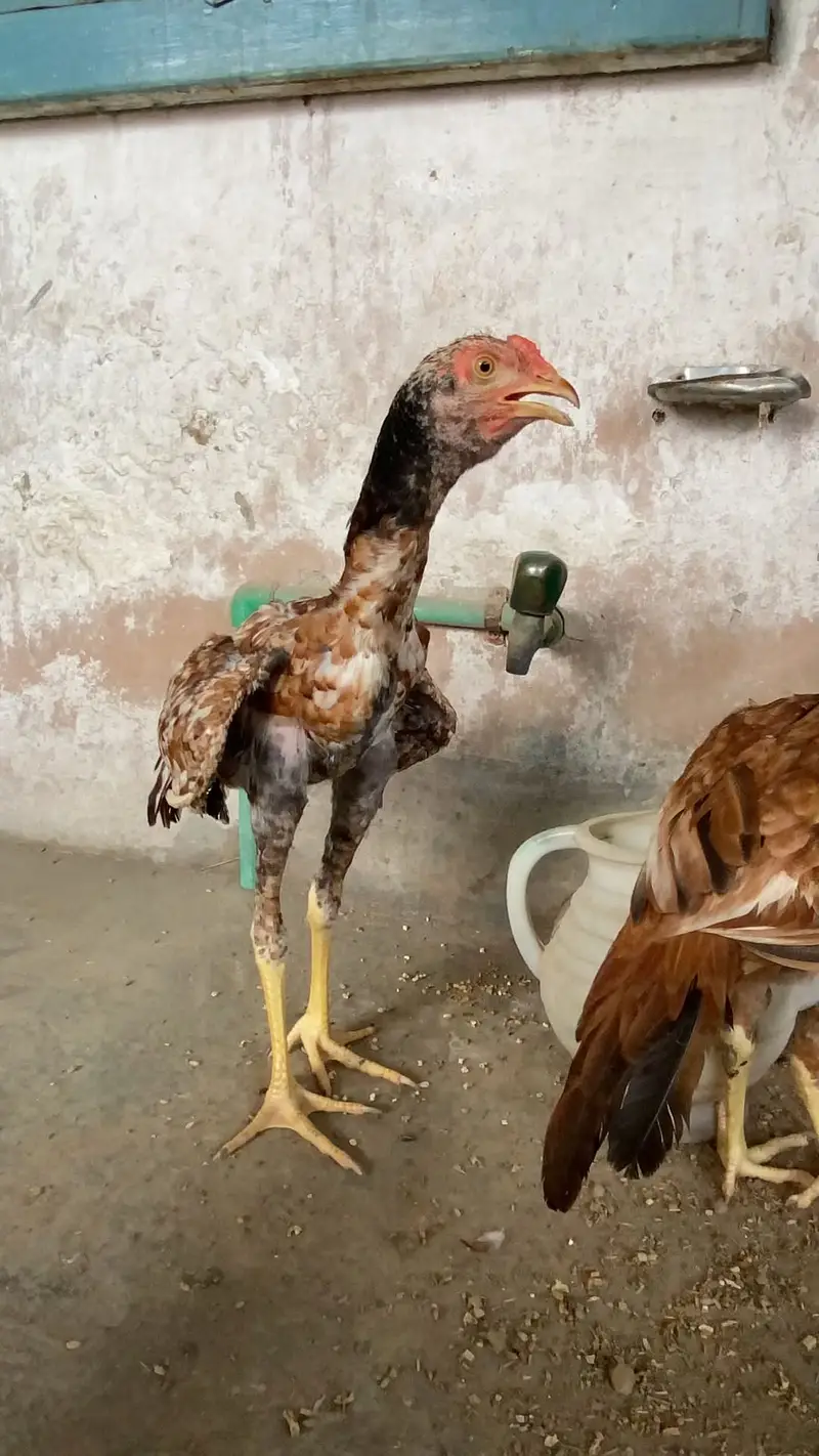 Aseel mian wali — photo 6
