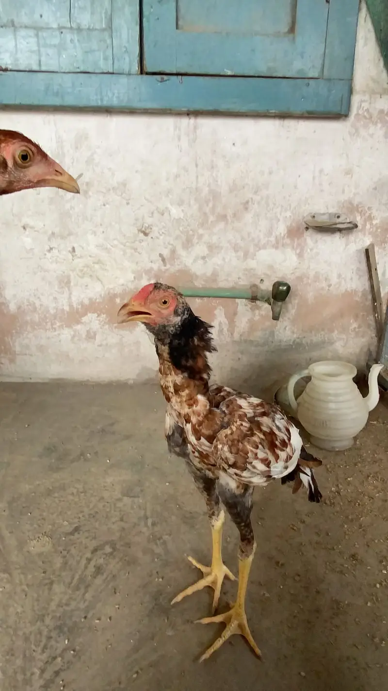 Aseel mian wali — photo 7