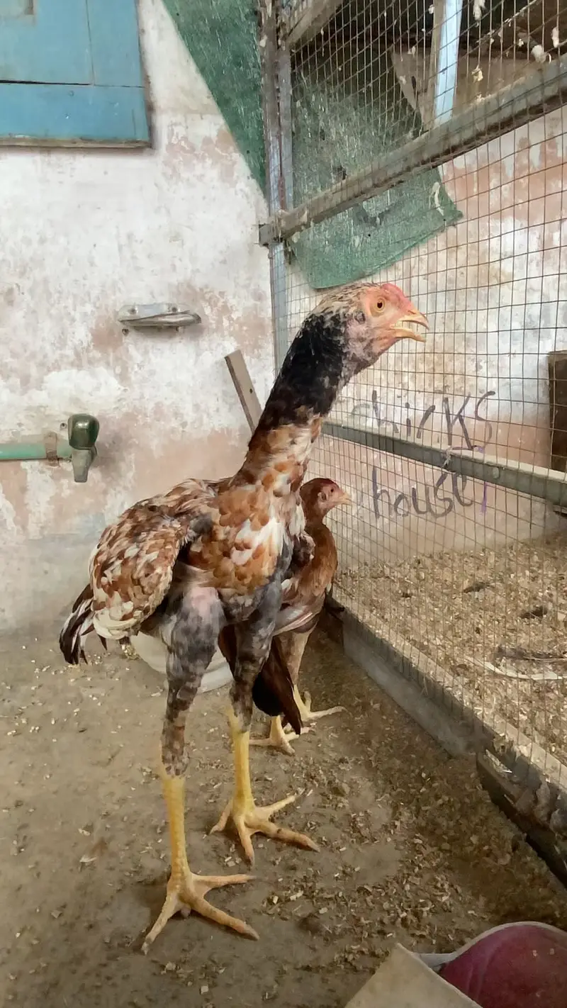 Aseel mian wali — photo 8