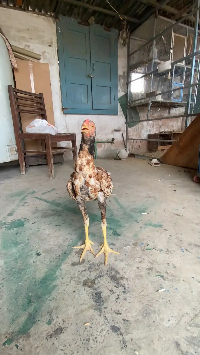Aseel mian wali — photo 11
