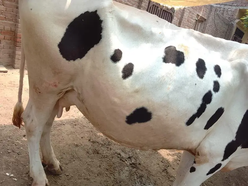 Mashallah Freezen cow urgent sale 5/6 kilo dood pure aseel 03116308066 — photo 5