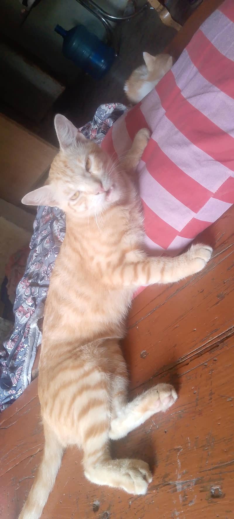 Siberian 0