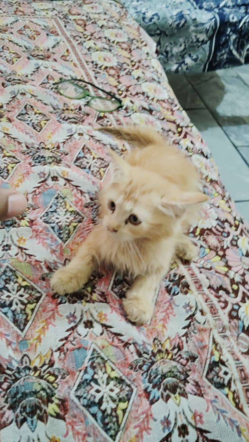 White cat 0